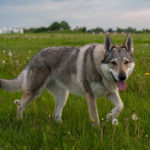 pandora_czechoslovakian_wolfdog_by_rolf_larsen