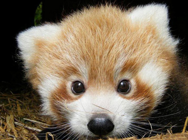 Top 10 Cutest Animals Ever