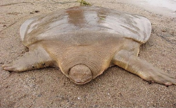giant-soft-shelled-turtle